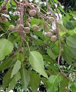 HARGA KEMIRI MENGGELIAT DI KARO DUSUN