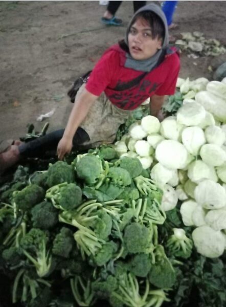 CABE MEMBAIK KECUALI SI MERAH — Tomat Masih di Atas | Dedaunan Masih Bagus | Sayuran Bunga Goyah