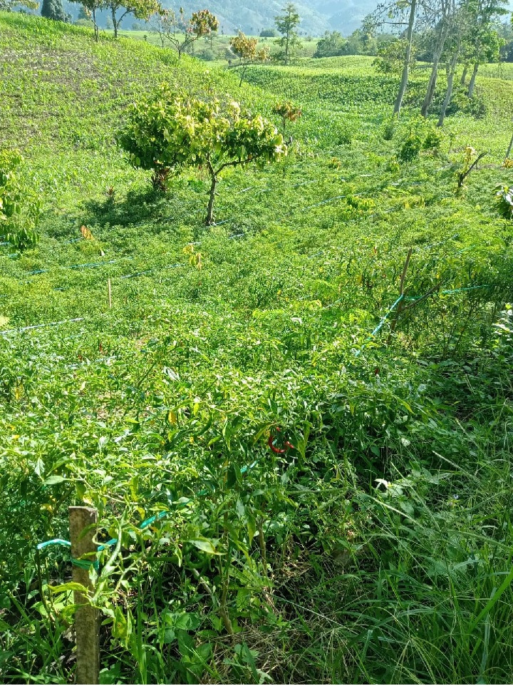 GAIRAH TANAM CABE DI KARO BALUREN
