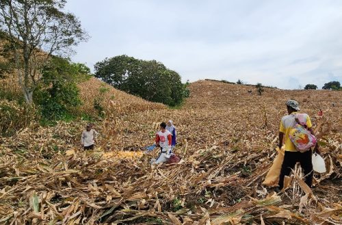 Jepret Ladang: PANEN JAGUNG KARO SINGALORLAU